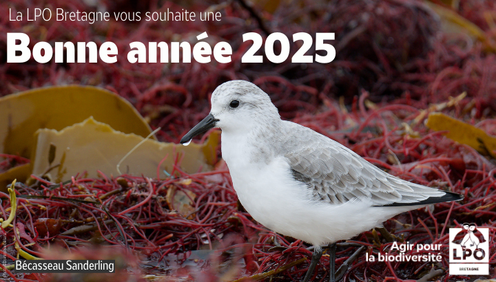 La LPO Bretagne vous souhaite une bonne année 2025 !